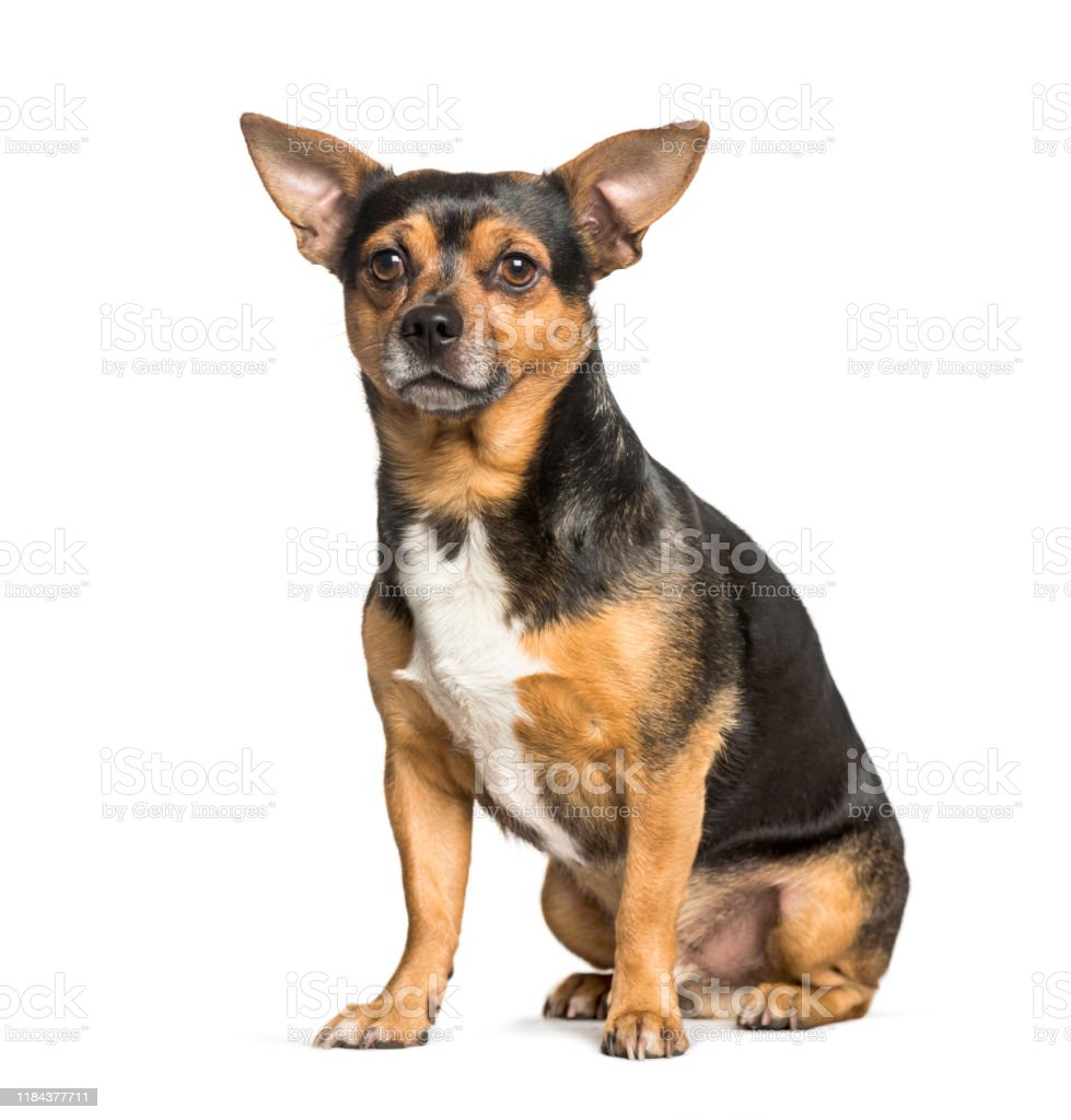 Detail Gambar Anjing Chihuahua Nomer 33