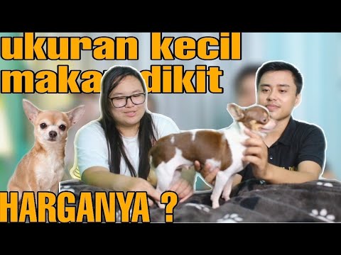 Detail Gambar Anjing Chihuahua Nomer 35