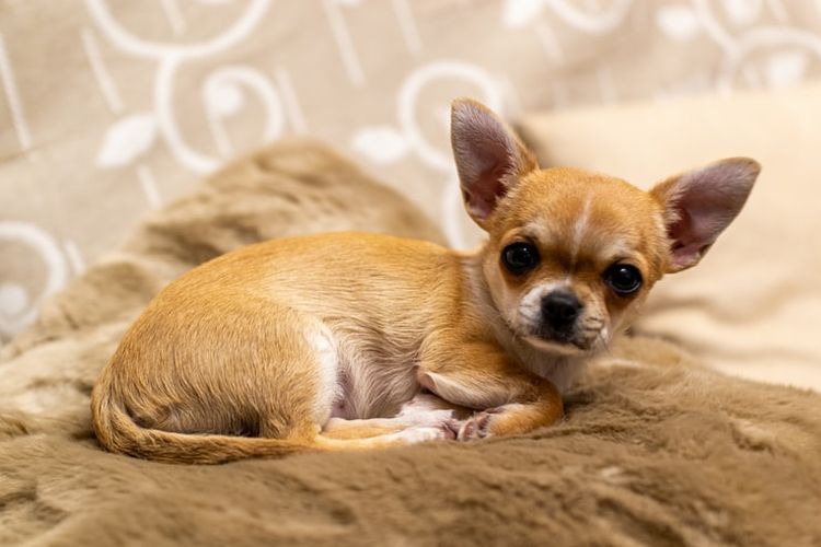 Detail Gambar Anjing Chihuahua Nomer 4