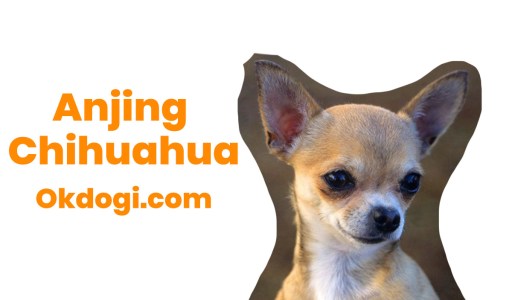 Detail Gambar Anjing Chihuahua Nomer 41