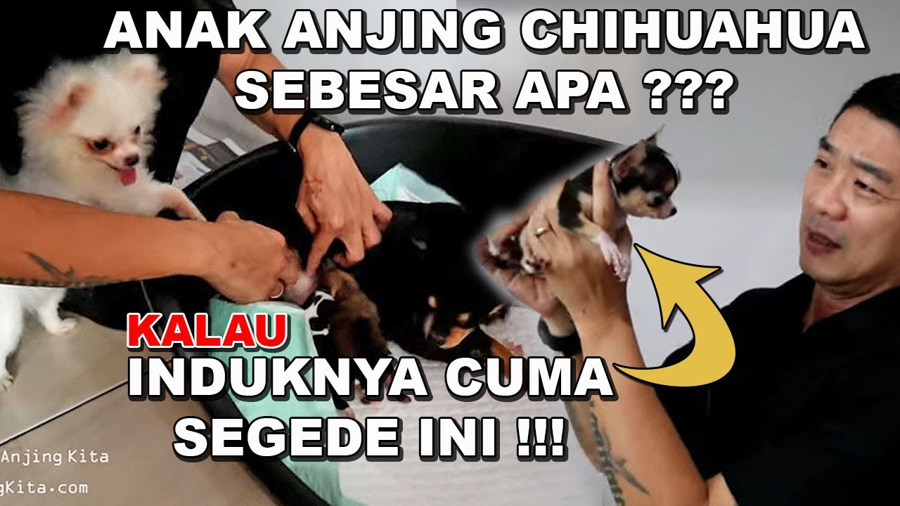 Detail Gambar Anjing Chihuahua Nomer 42