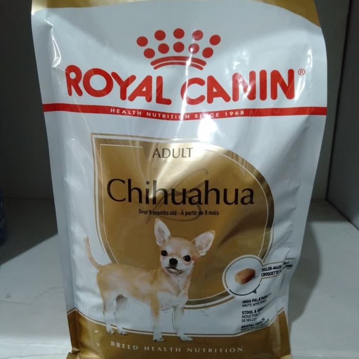 Detail Gambar Anjing Chihuahua Nomer 43