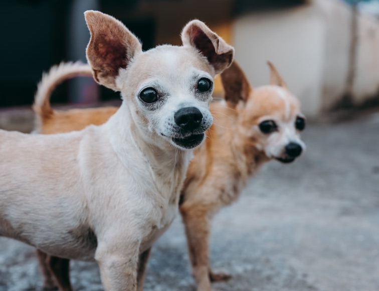 Download Gambar Anjing Chihuahua Nomer 53