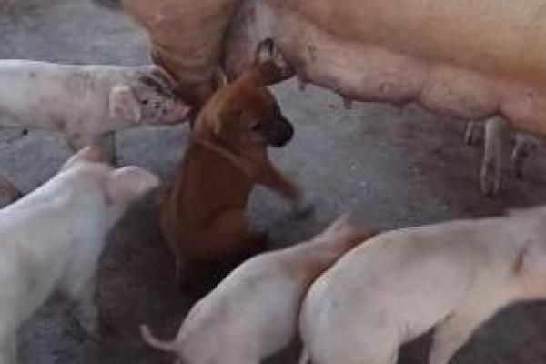 Detail Gambar Anjing Dan Babi Nomer 35