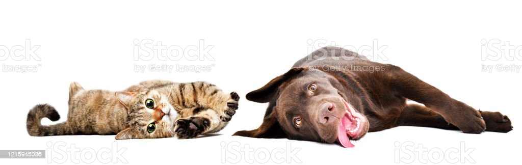 Detail Gambar Anjing Dan Kucing Lucu Nomer 23