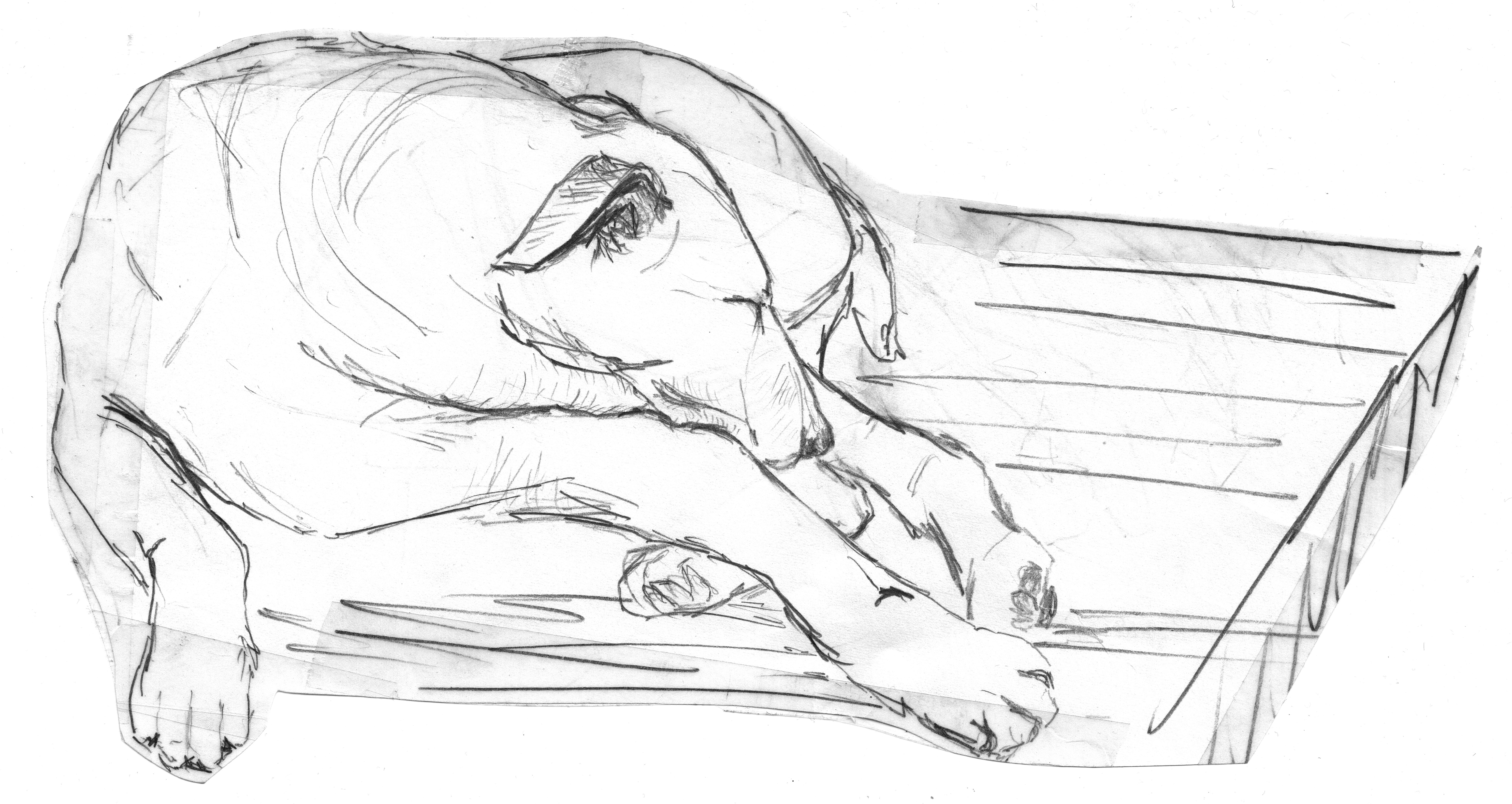 Detail Gambar Anjing Dari Pensil Nomer 20
