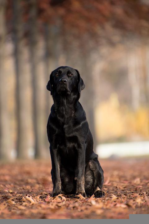 Detail Gambar Anjing Duduk Nomer 40