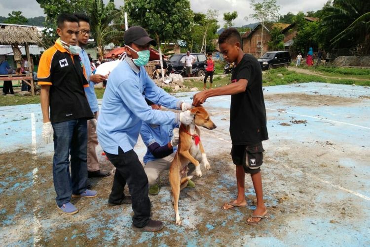 Detail Gambar Anjing Gila Nomer 14