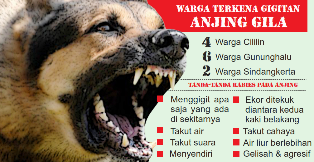 Detail Gambar Anjing Gila Nomer 17