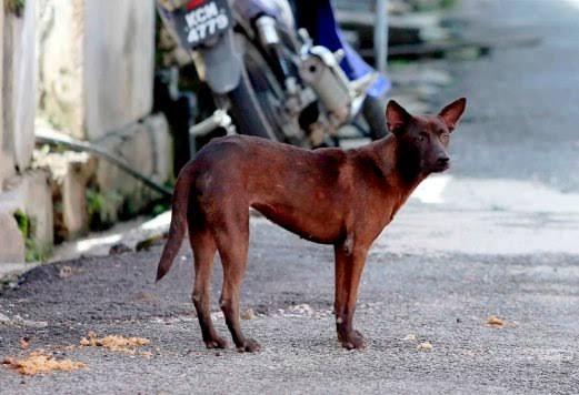 Detail Gambar Anjing Gila Nomer 20