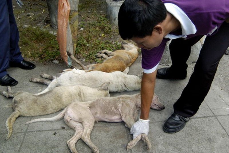 Detail Gambar Anjing Gila Nomer 25