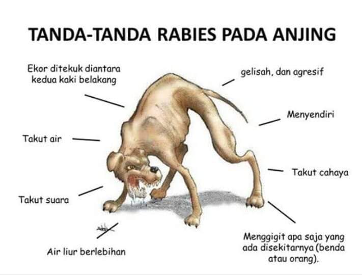 Detail Gambar Anjing Gila Nomer 4