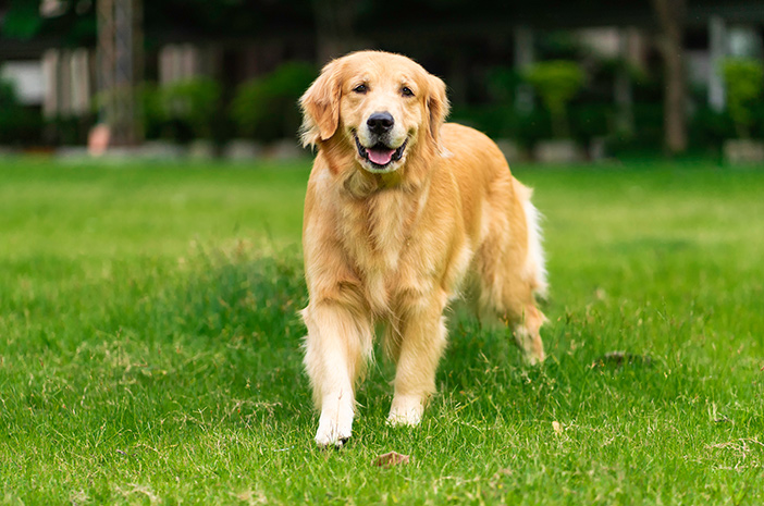 Gambar Anjing Golden - KibrisPDR