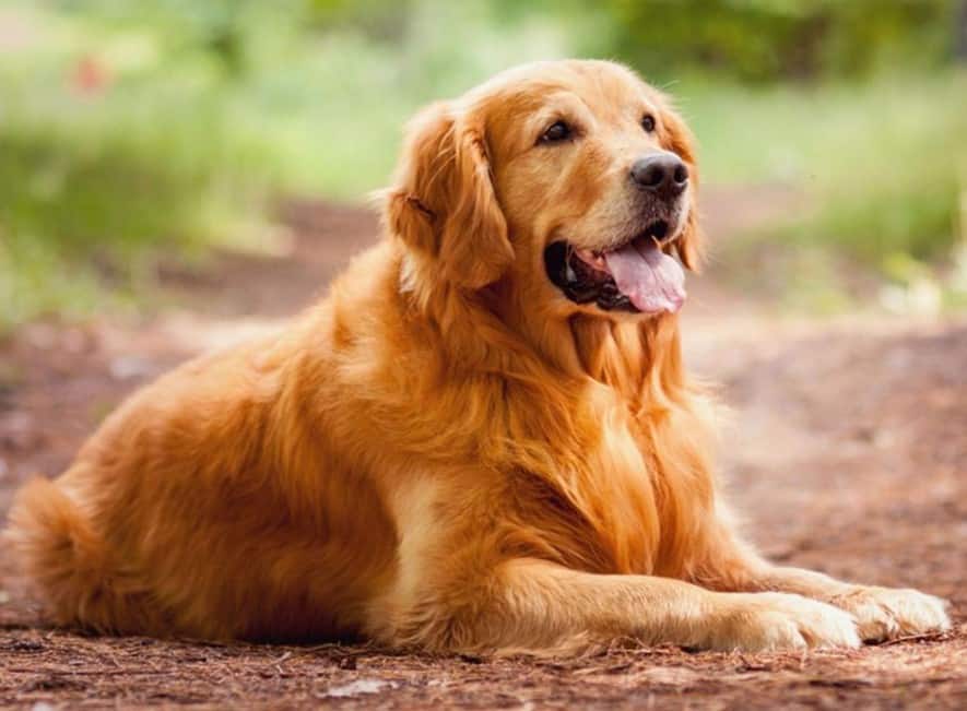 Detail Gambar Anjing Golden Nomer 2