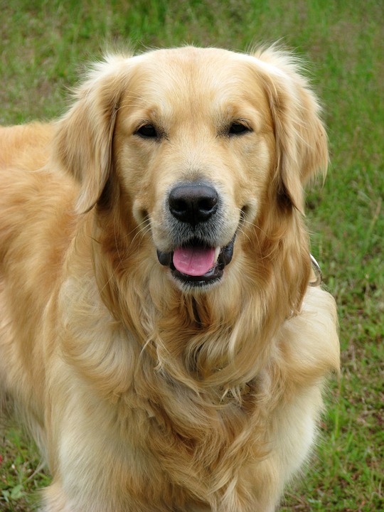 Detail Gambar Anjing Golden Nomer 12