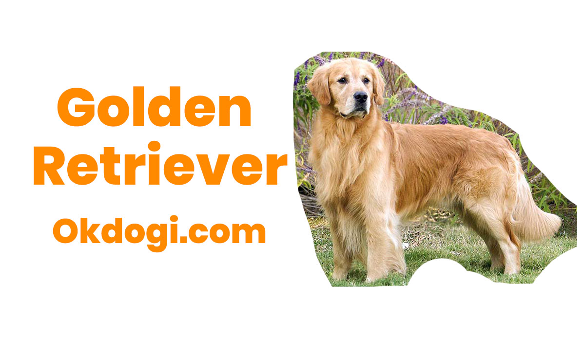 Detail Gambar Anjing Golden Nomer 43