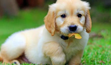 Detail Gambar Anjing Golden Retriever Nomer 16