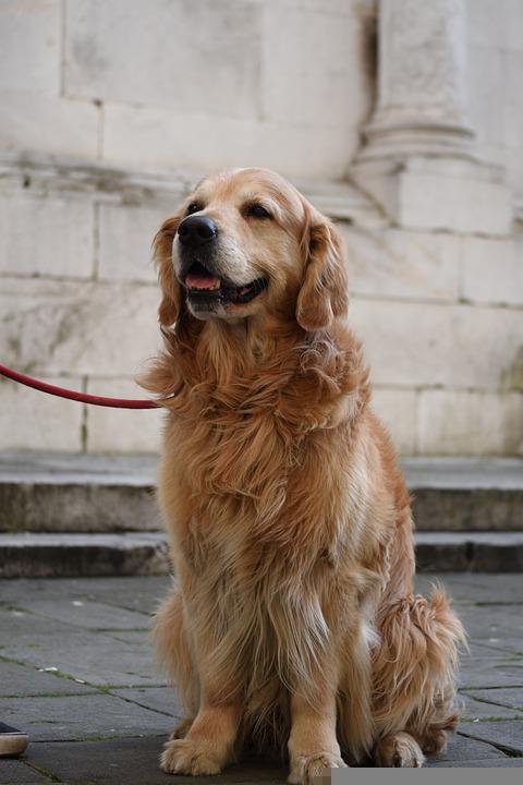 Detail Gambar Anjing Golden Retriever Nomer 19