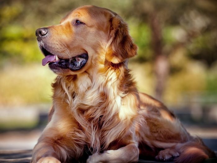 Detail Gambar Anjing Golden Retriever Nomer 21