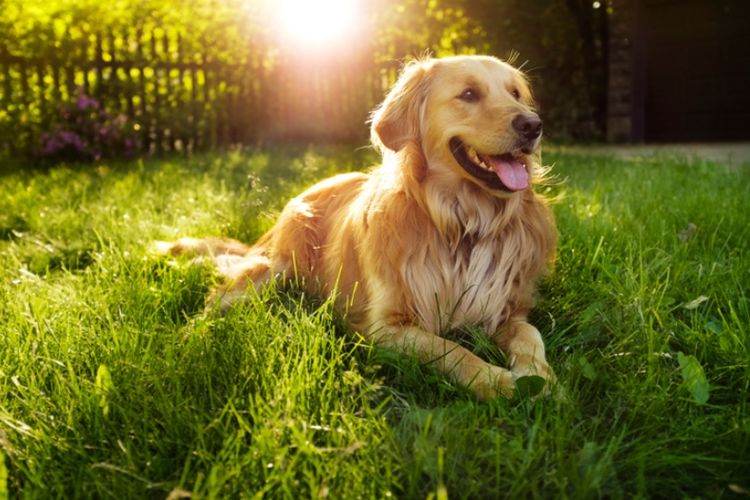 Detail Gambar Anjing Golden Retriever Nomer 22