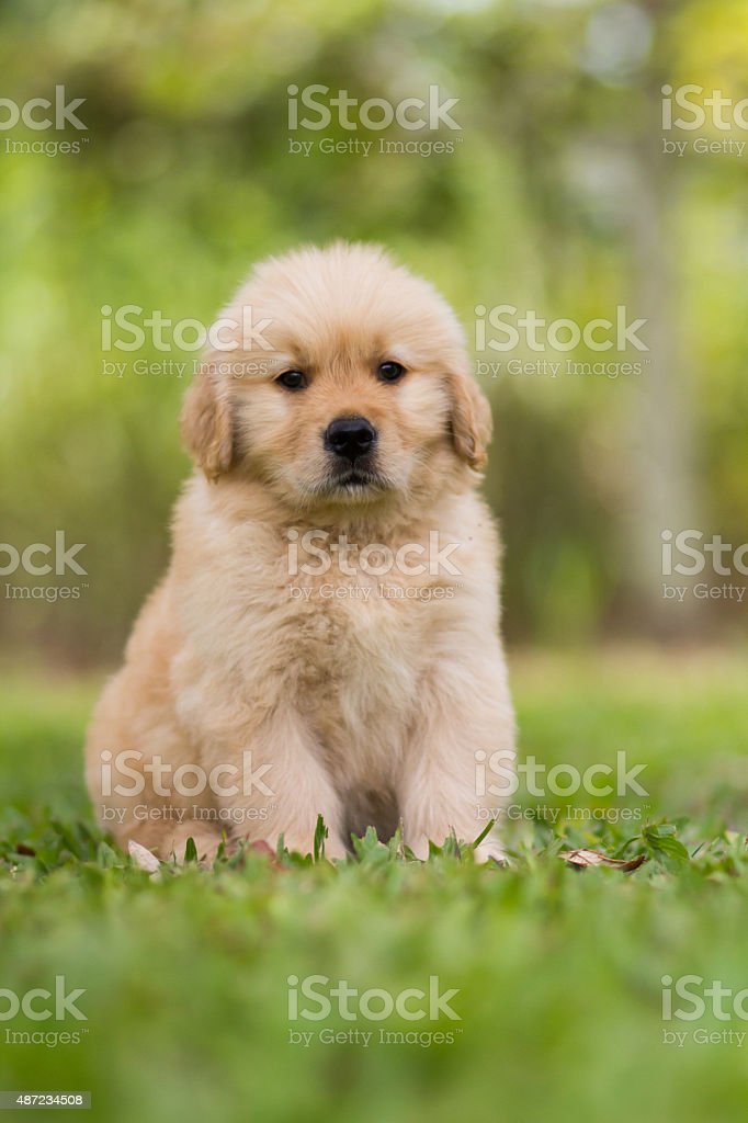 Detail Gambar Anjing Golden Retriever Nomer 33