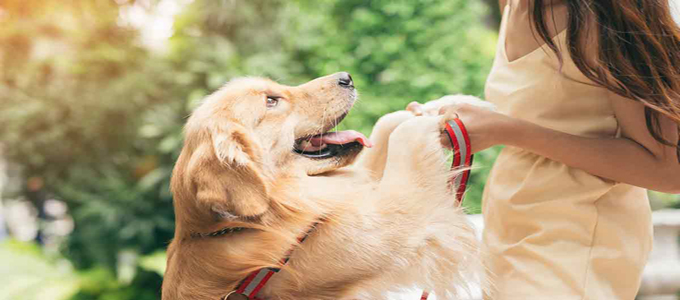 Detail Gambar Anjing Golden Retriever Nomer 53