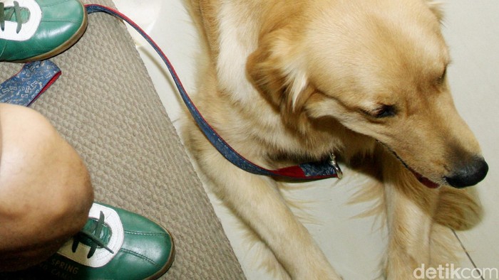 Detail Gambar Anjing Golden Retriever Nomer 54