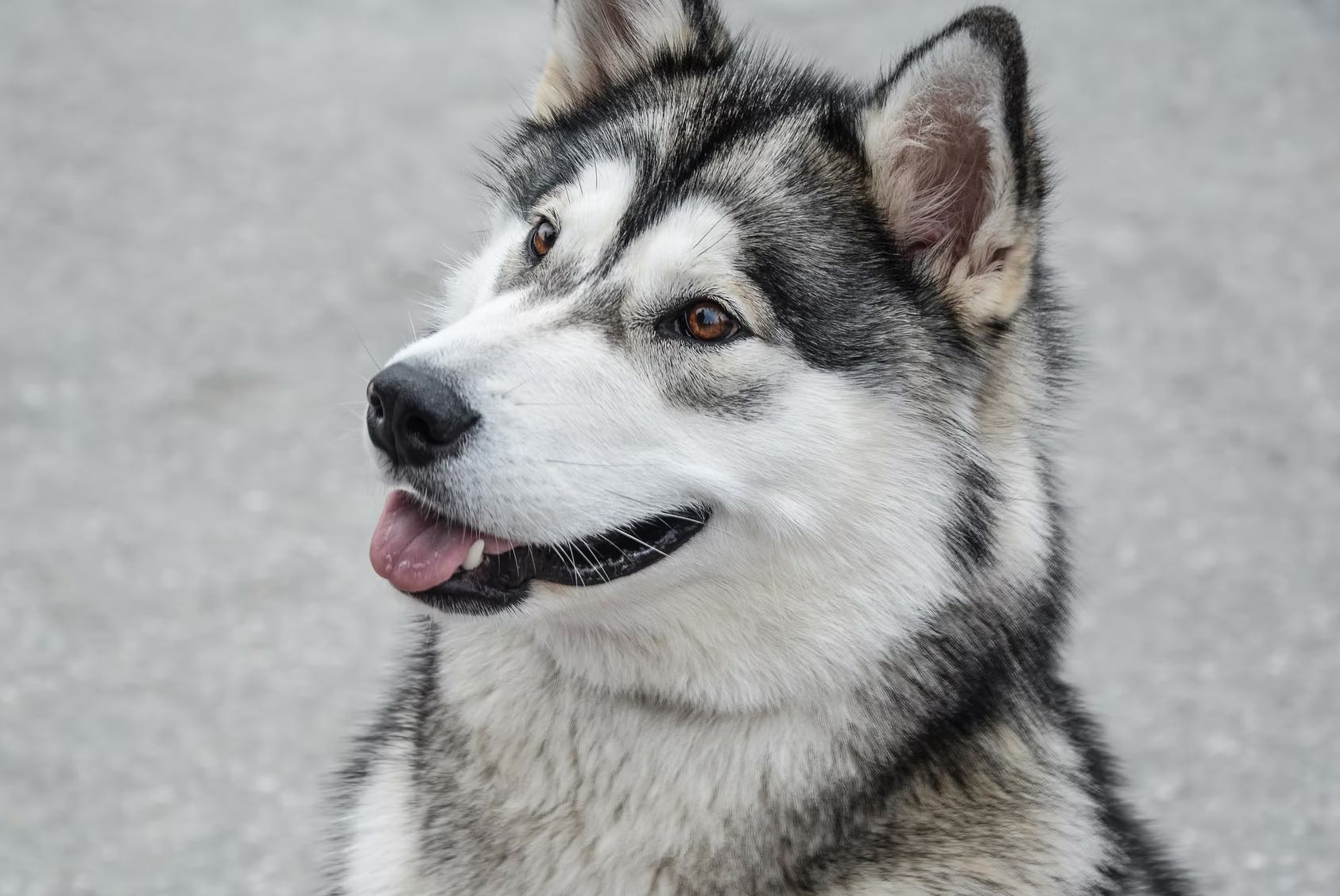 Detail Gambar Anjing Husky Nomer 20