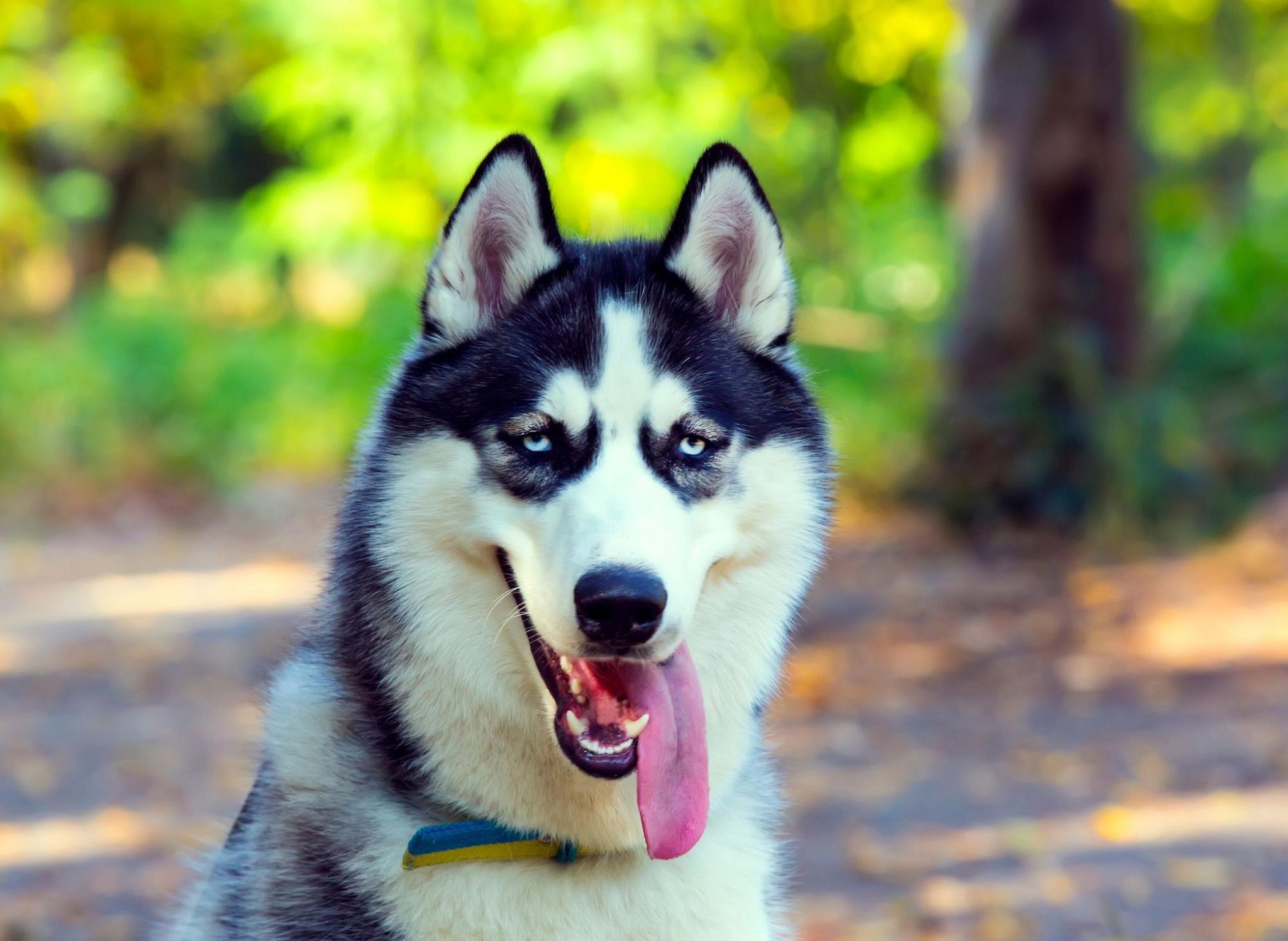 Detail Gambar Anjing Husky Nomer 22