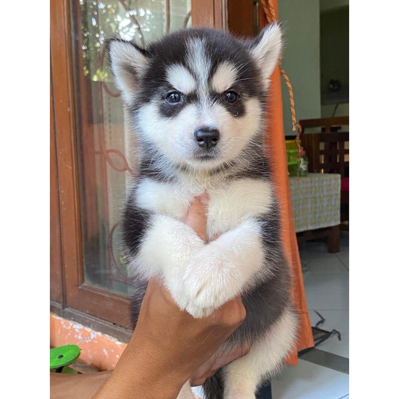 Detail Gambar Anjing Husky Nomer 34