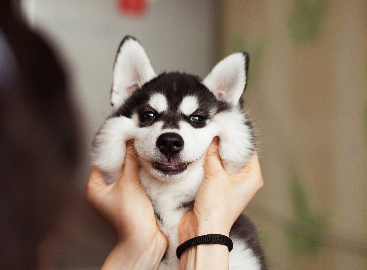 Detail Gambar Anjing Husky Nomer 5