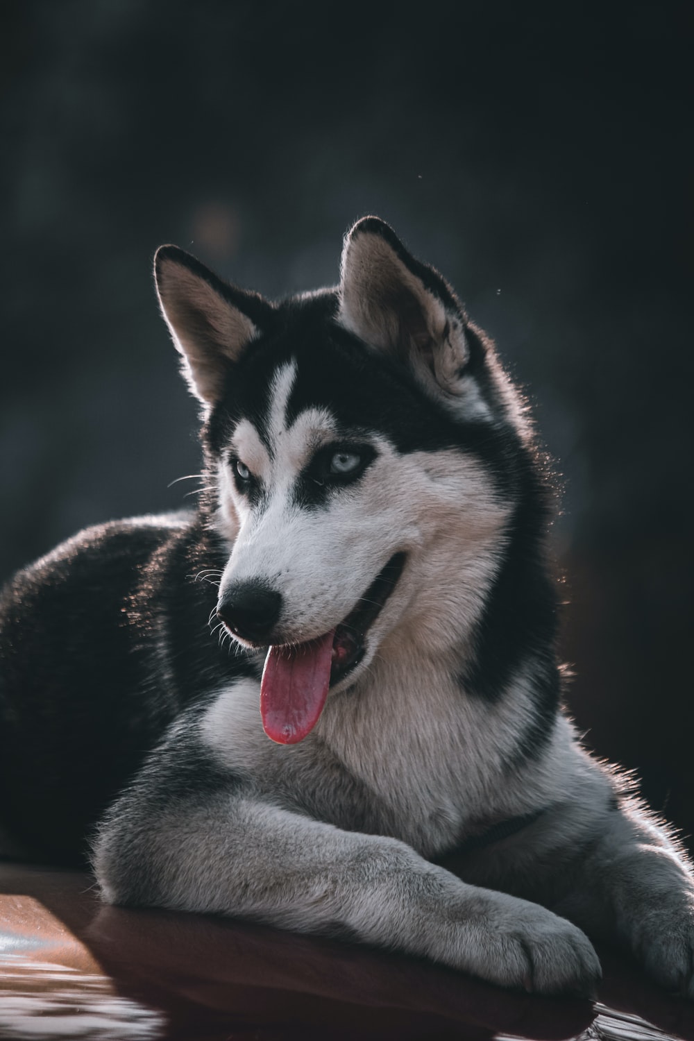 Detail Gambar Anjing Husky Nomer 42