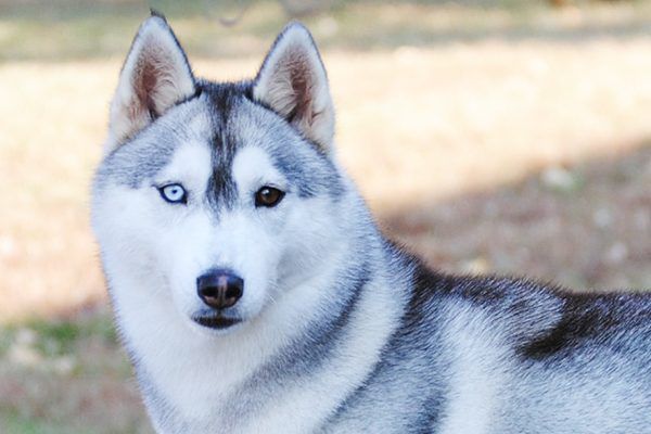 Detail Gambar Anjing Husky Nomer 49