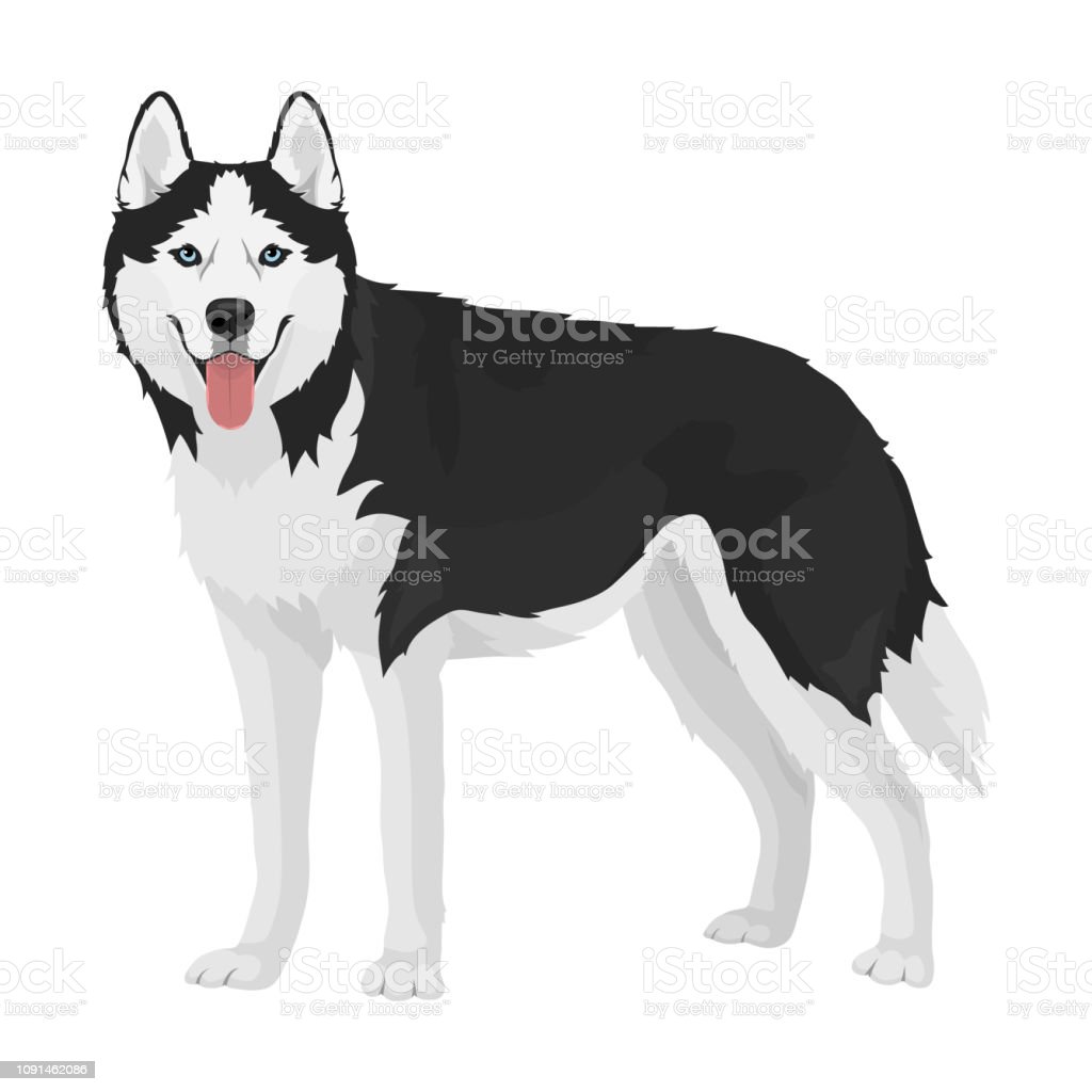 Detail Gambar Anjing Husky Kartun Nomer 28