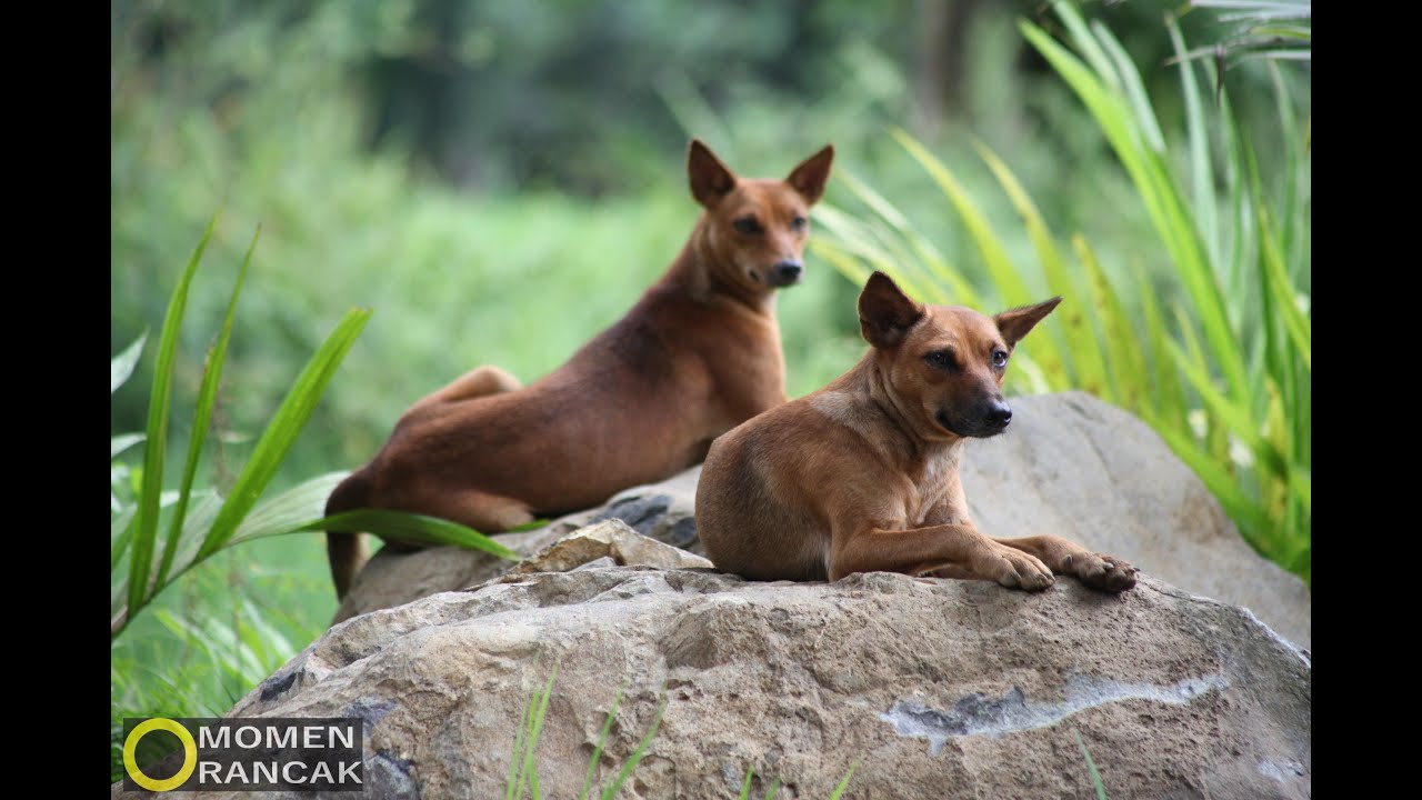 Detail Gambar Anjing Kampung Nomer 21