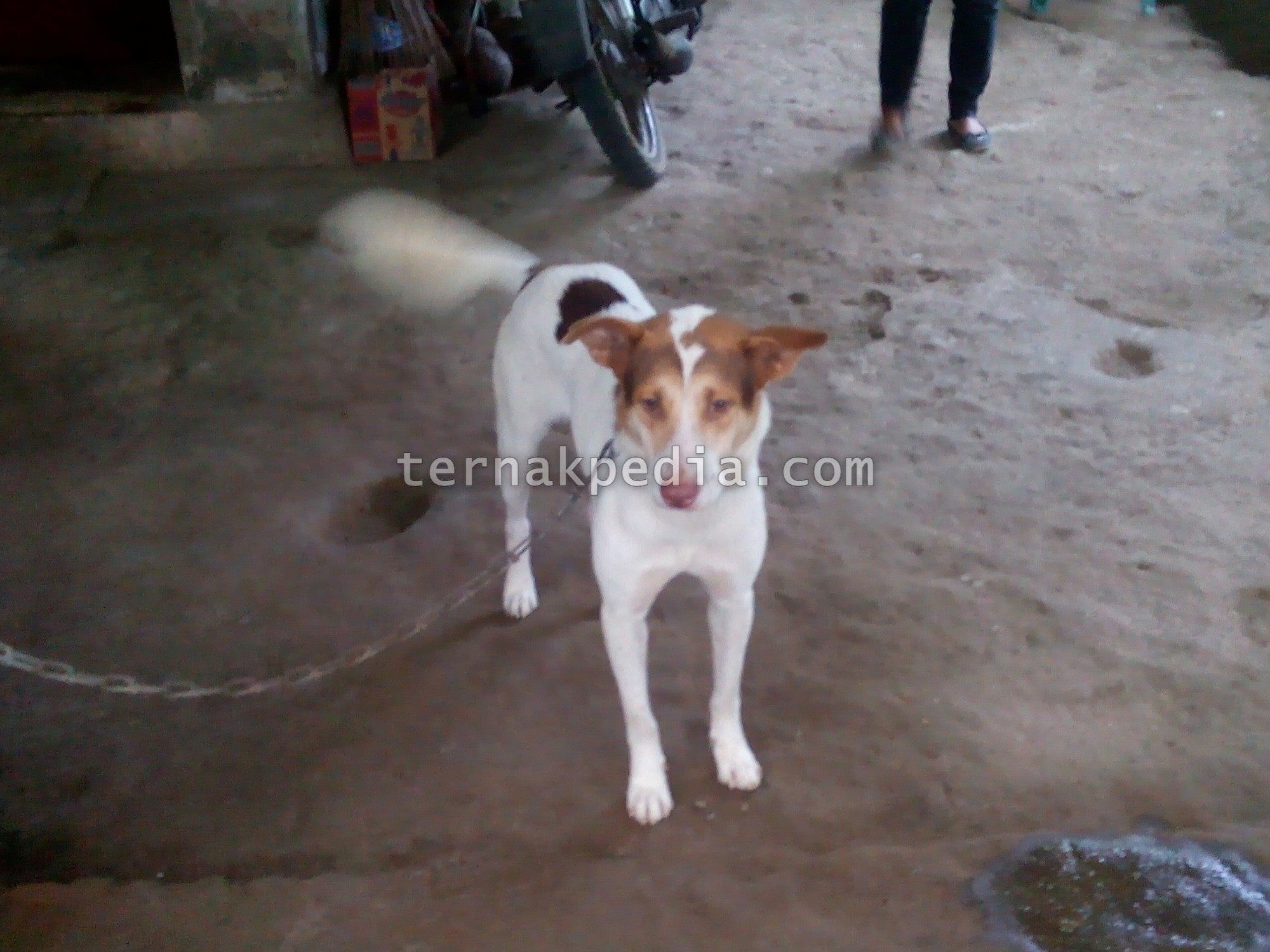 Detail Gambar Anjing Kampung Nomer 26