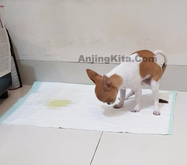 Detail Gambar Anjing Kencing Nomer 19