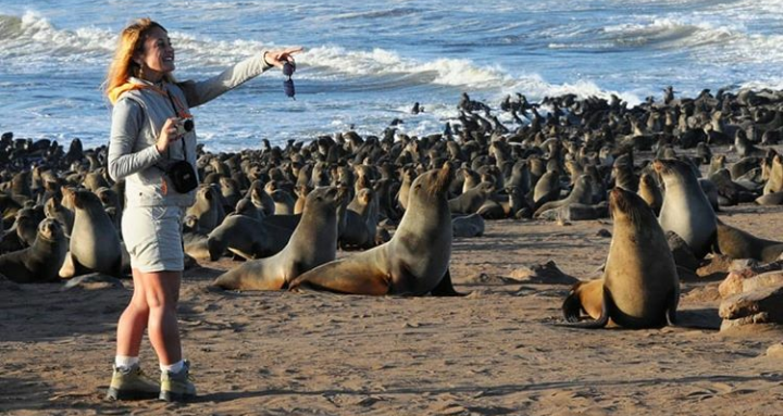 Detail Gambar Anjing Laut Nomer 30