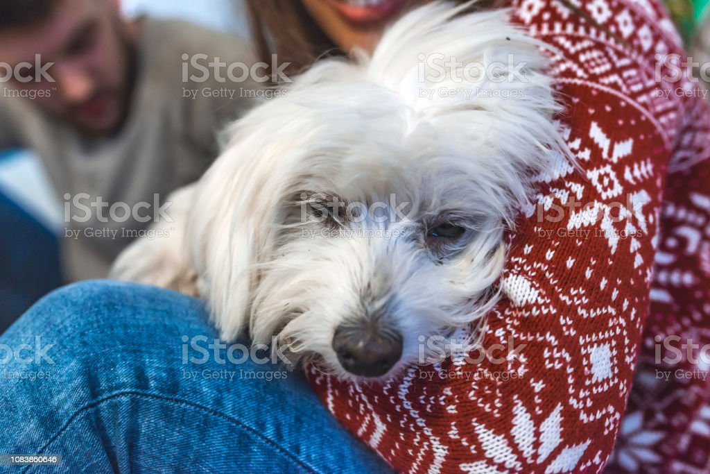 Detail Gambar Anjing Lucu Kecil Nomer 44