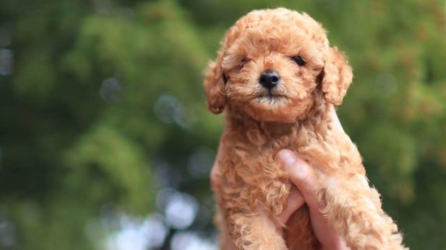 Detail Gambar Anjing Lucu Kecil Nomer 7