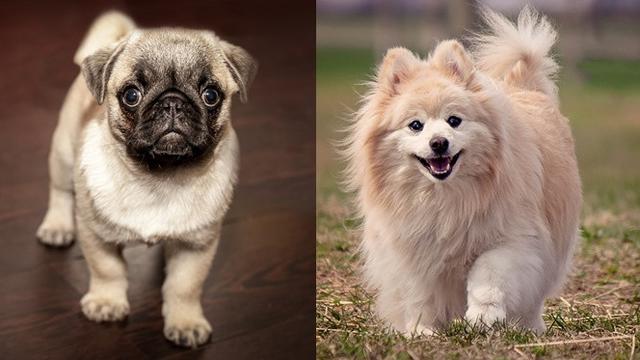 Detail Gambar Anjing Lucu Kecil Nomer 9