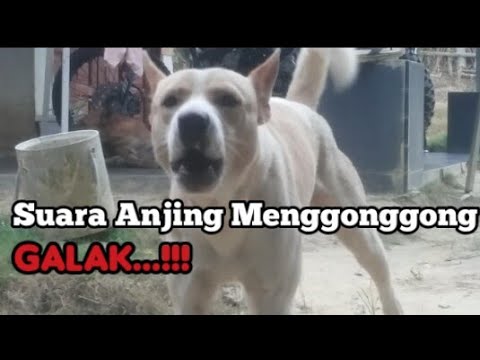 Detail Gambar Anjing Menggonggong Nomer 48