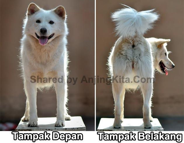 Detail Gambar Anjing Nampak Depan Nomer 15