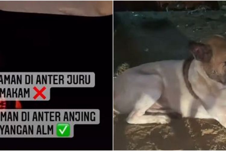 Detail Gambar Anjing Nampak Depan Nomer 42