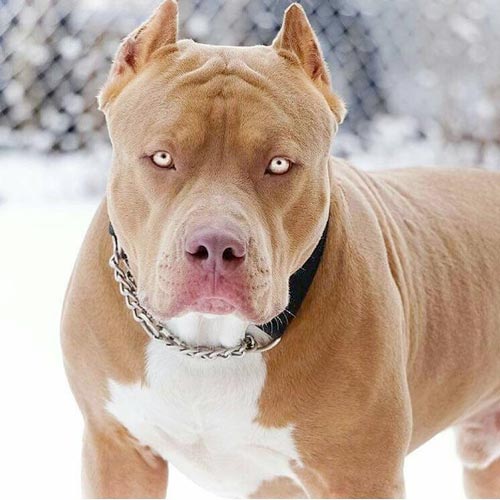 Gambar Anjing Pitbul - KibrisPDR