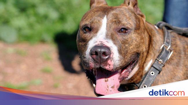 Detail Gambar Anjing Pitbul Nomer 19