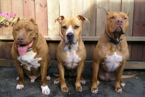 Detail Gambar Anjing Pitbul Nomer 32