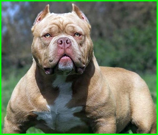 Detail Gambar Anjing Pitbull Nomer 15