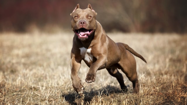 Detail Gambar Anjing Pitbull Nomer 27