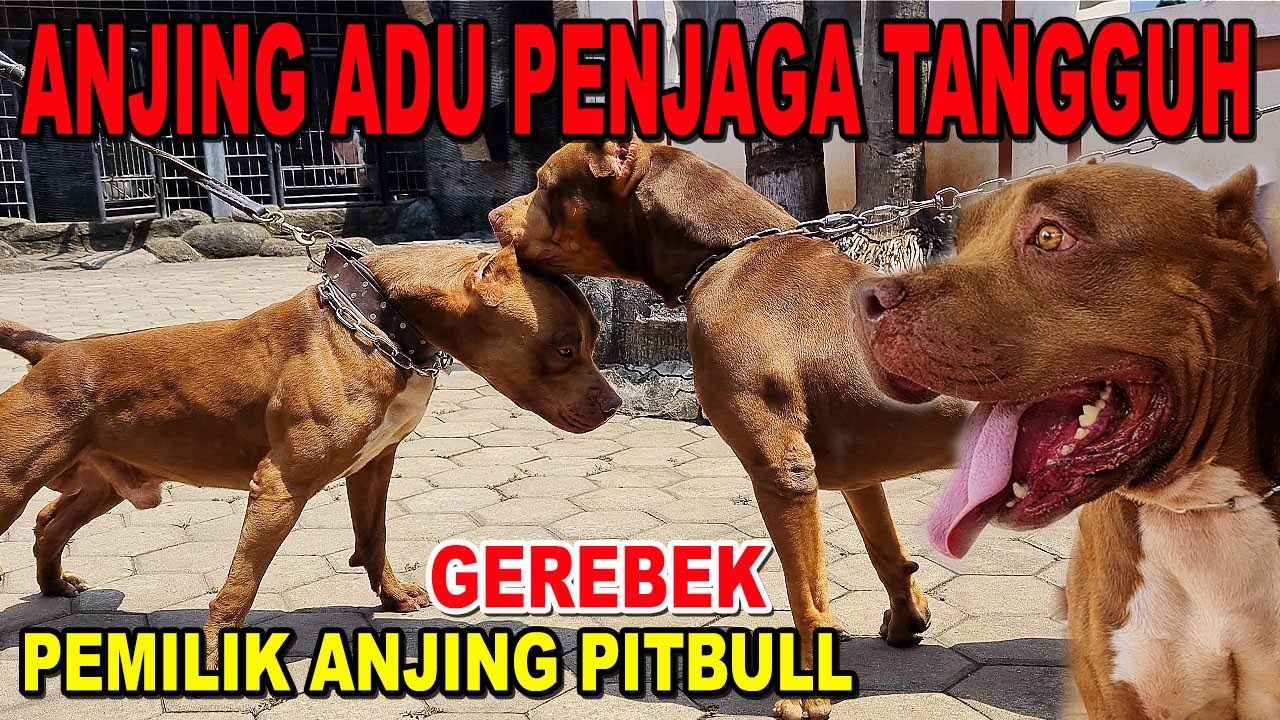 Detail Gambar Anjing Pitbull Nomer 48